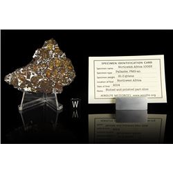 NWA 10023 Pallasite Meteorite Slice