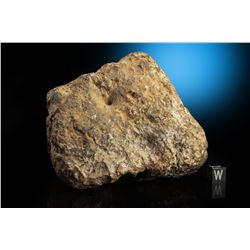 NWA 8555 Eucrite Meteorite Whole Individual