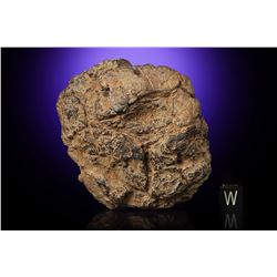 Wolf Creek Iron Meteorite Whole Individual