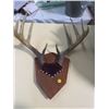 Image 1 : MOUNTED DEER SHEDS