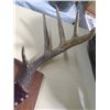 Image 4 : MOUNTED DEER SHEDS