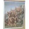 Image 3 : MOUNTAIN SHEEP PRINT (SIGNED) *NUMBERED 1875/3000* (FRAMED)