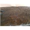 Image 3 : Western Geniune Cast Bronze