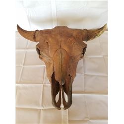 Buffalo skull