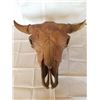 Image 1 : Buffalo skull