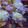 Image 2 : Hydrangea by Bull, Simon