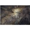 Image 3 : BEAR SKIN RUG