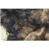 Image 4 : BEAR SKIN RUG