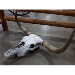 BUFFALO SKULL WITH HORNS
