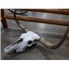Image 1 : BUFFALO SKULL WITH HORNS