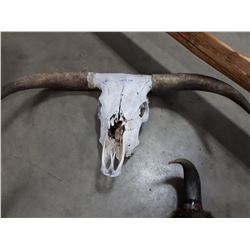 BUFFALO SKULL WITH HORNS