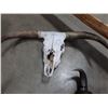 Image 1 : BUFFALO SKULL WITH HORNS