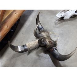 UNIQUE MULTI-HORNED WALL HANGING