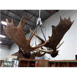 ONE OF A KIND ANTLER RACK CHANDELIER