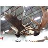 Image 2 : ONE OF A KIND ANTLER RACK CHANDELIER