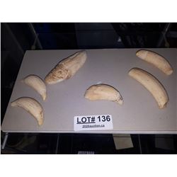 SPERM WHALE IVORY TEETH