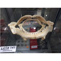 TWO SETS SHARK TEETH