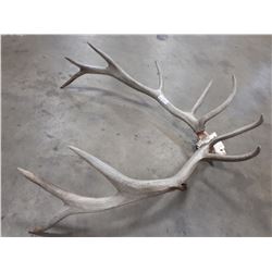 PAIR OF ANTLERS
