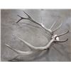 Image 1 : PAIR OF ANTLERS
