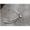 Image 2 : PAIR OF ANTLERS