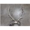 Image 3 : PAIR OF ANTLERS