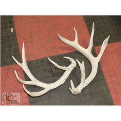 PAIR OF SHED DEER ANTLERS