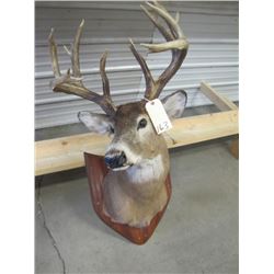 mounted deer head