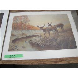 "White Tail Deer" by Terry McLean