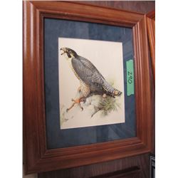 Peregrine Falcon Print