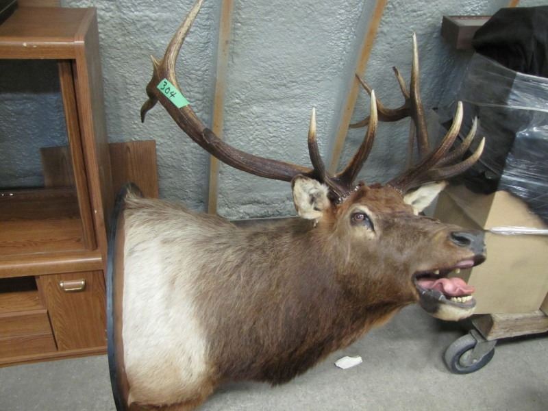 Mounted Elk Head