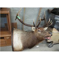 Mounted Elk Head