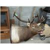 Image 1 : Mounted Elk Head