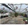 Image 2 : GREENHOUSES 7 & 8: APPROX. 130' X 50' HARNOIS GREENHOUSE BUILDING, APPROX. 16' TALL,  ROOF, END