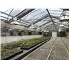 Image 8 : GREENHOUSES 9, 10, 11 & 12: 9-11: APPROX. 80' X 130' HARNOIS AND VARI GREENHOUSE BUILDING; 12: