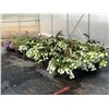 Image 1 : LOT OF APPROX. 13 LARGE POTTED BOUQUETS