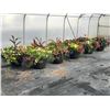 Image 1 : LOT OF APPROX. 10 LARGE POTTED BOUQUETS