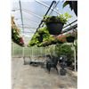 Image 2 : ROW OF APPROX. 32 HANGING BOUQUET BASKETS