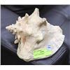 Image 1 : LARGE CONCH SHELL