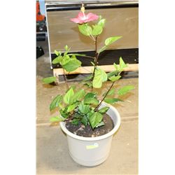 HIBISCUS PLANT, BLOOMING