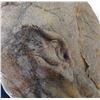 Image 8 : The Strain - Strain Ancient Creature Costume (0105)