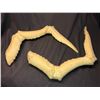 Image 2 : Gremlins 2 - Spider Gremlin puppet unfinished legs