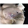 Image 2 : The Strain - Quinlan's Effects Torso with Bullet Hit Wound (0106)