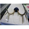 Image 1 : SMALL SET OF DEER HORNS