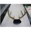 Image 2 : SMALL SET OF DEER HORNS