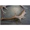 Image 2 : 2 ANTLERS