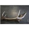 Image 3 : 2 ANTLERS