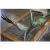 Image 2 : MOOSE ANTLERS