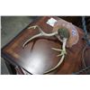 MOUNTED DEER ANTLERS
