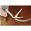 Image 2 : MOUNTED DEER ANTLERS