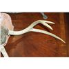 Image 3 : MOUNTED DEER ANTLERS